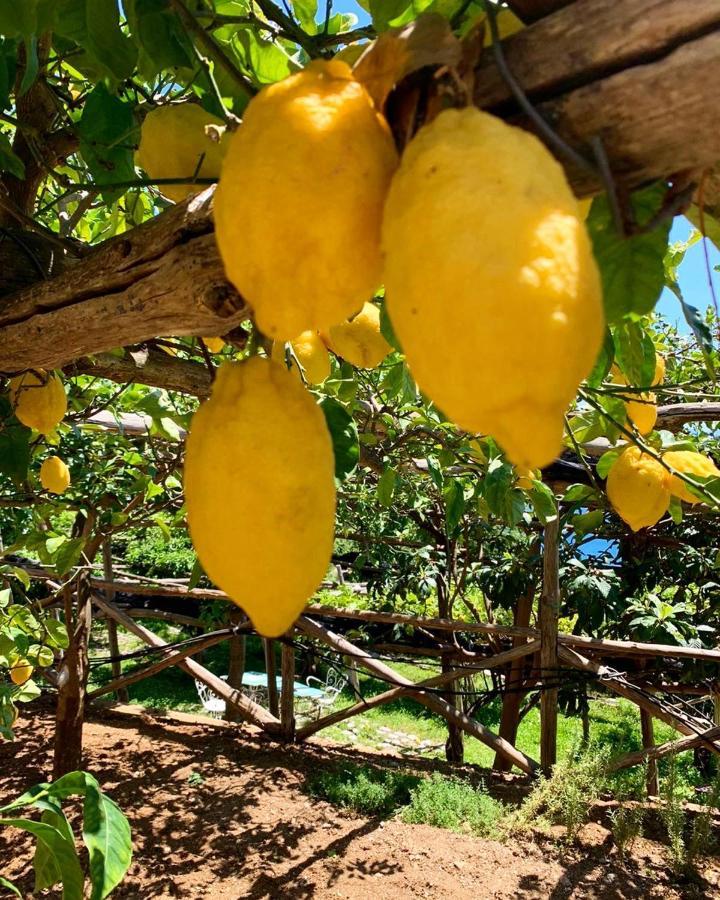 לינה וארוחת בוקר Vietri Casa Flora מראה חיצוני תמונה
